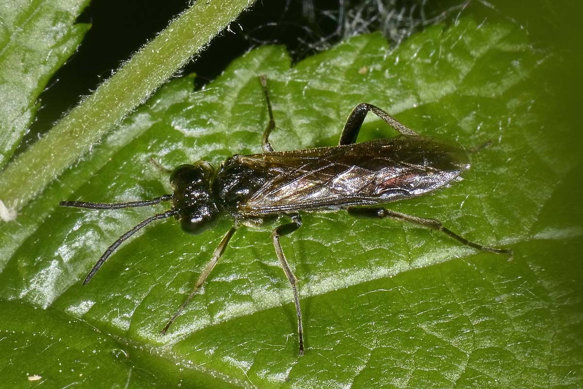 Tenthredinidae: Dolerus sp.? no, Macrophya annulata